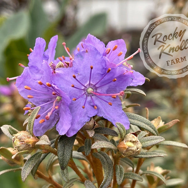 ヒッポフェアオイデス/R.hippophaeoides【現品発送】管理80371 R.hippophaeoides3-
