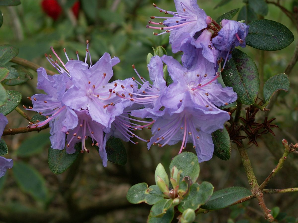 rhododendron impeditum arctic blue R. impeditum