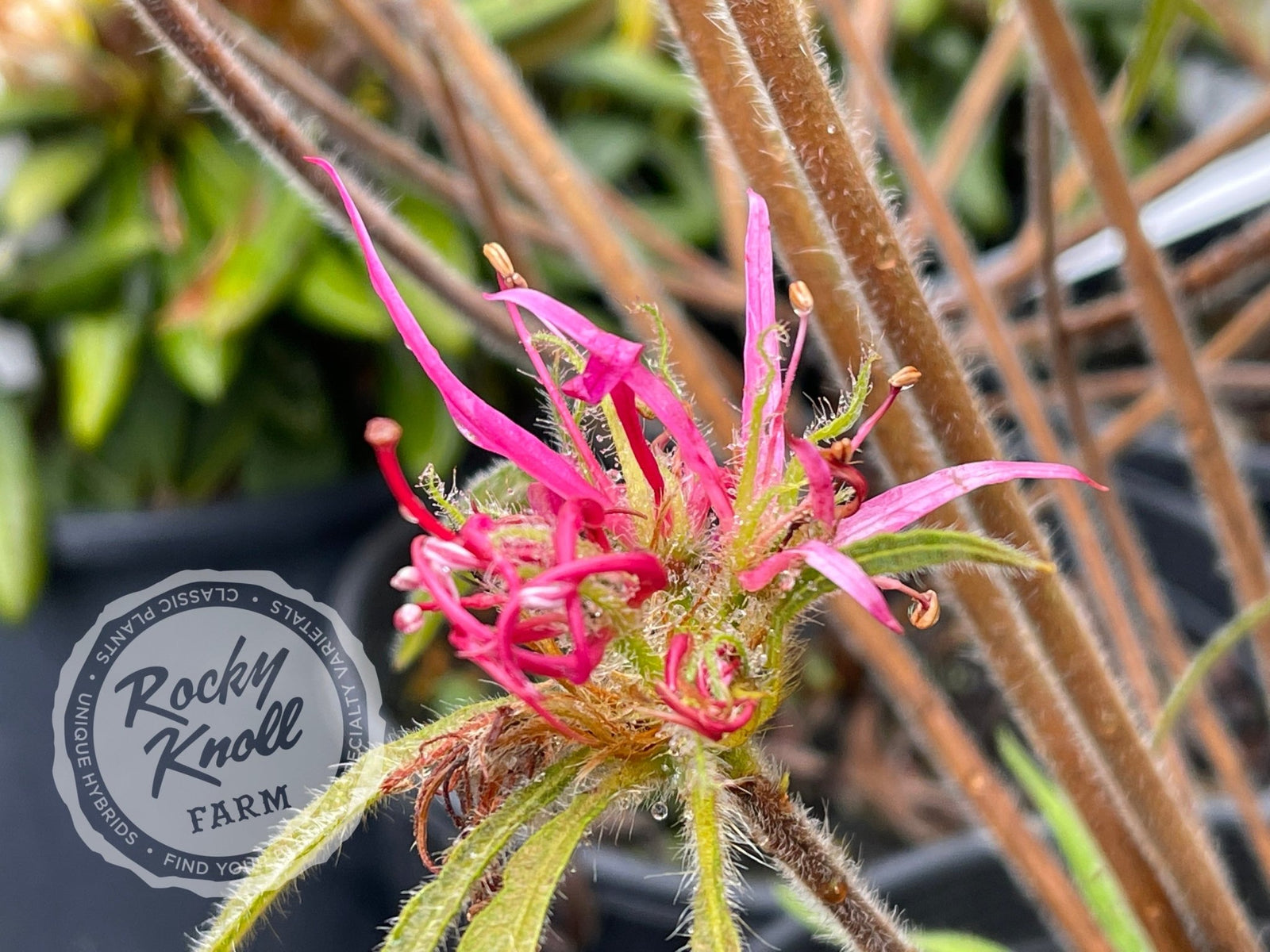 R. linearifolium Spider Azalea - Rocky Knoll Farm