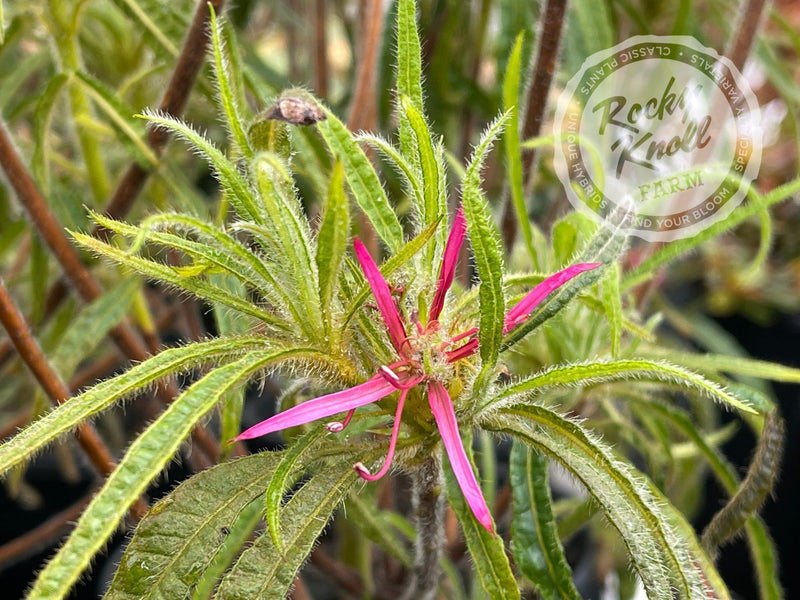 azalea pink spider plant R. linearifolium Spider Azalea