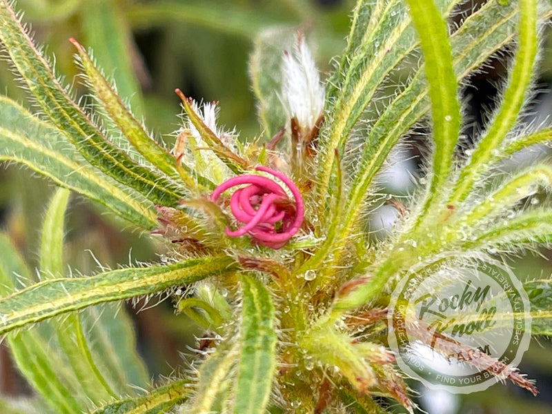 R. linearifolium Spider Azalea plant from Rocky Knoll Farm
