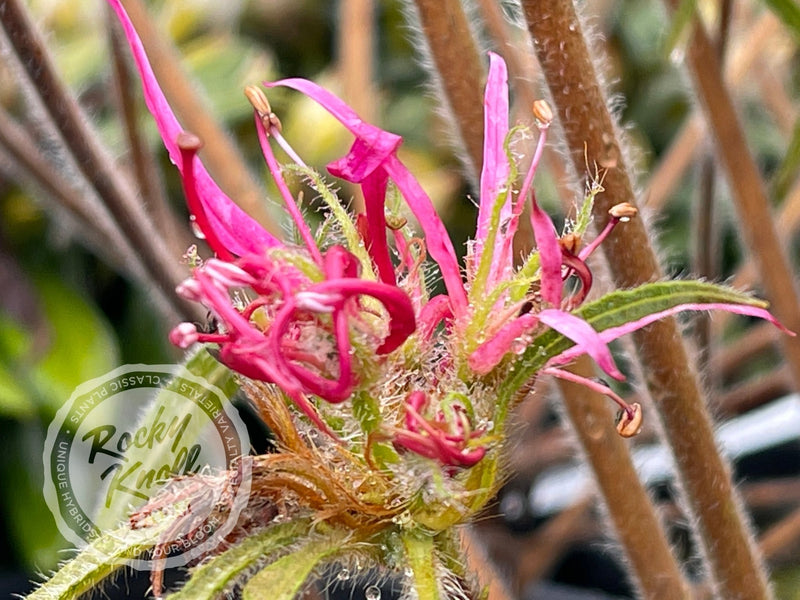 R. linearifolium Spider Azalea plant from Rocky Knoll Farm