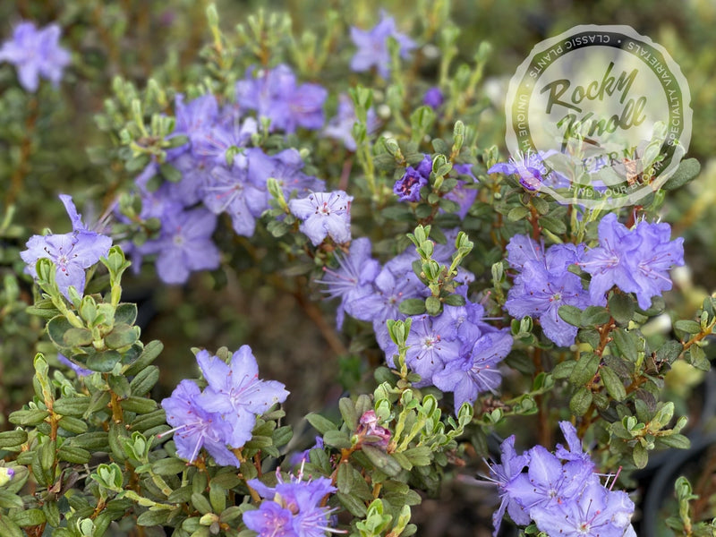 Rel Rustum R. russatum - Rocky Knoll Farm