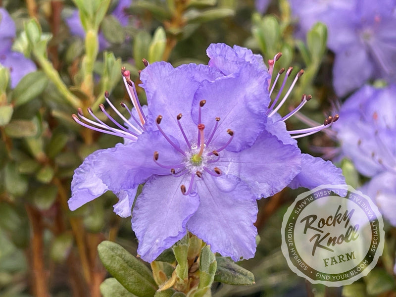 R. russatum plant from Rocky Knoll Farm