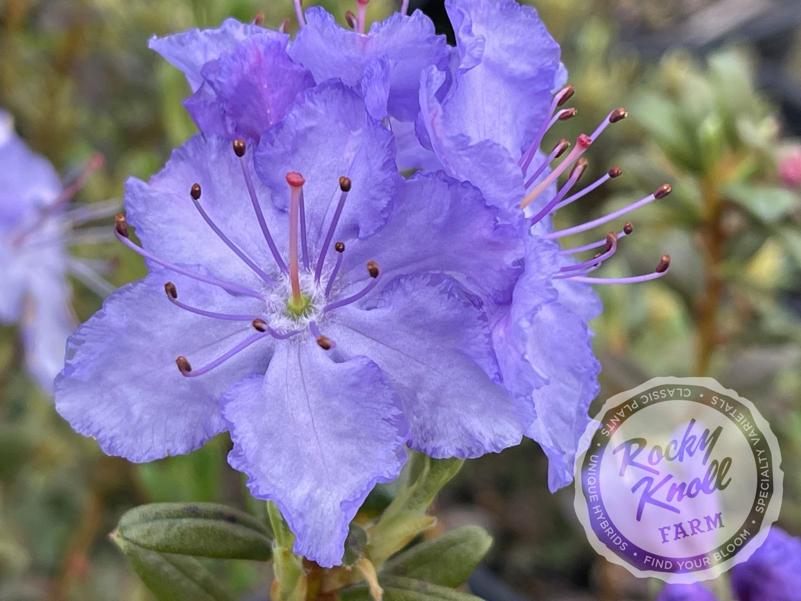 R. russatum