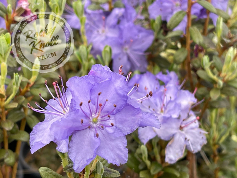 Rel Rustum R. russatum - Rocky Knoll Farm