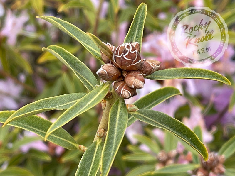 R. searsiae plant from Rocky Knoll Farm