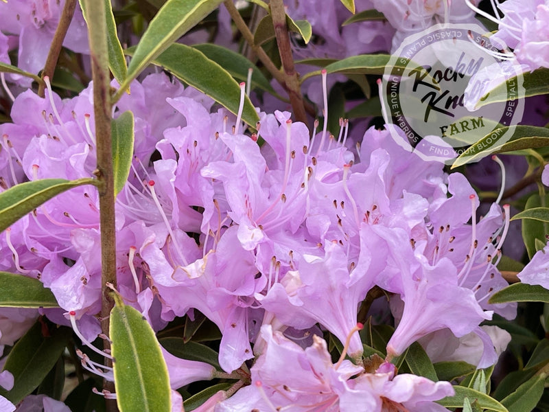 R. searsiae plant from Rocky Knoll Farm