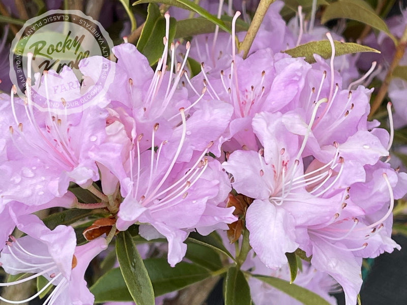 R. searsiae plant from Rocky Knoll Farm