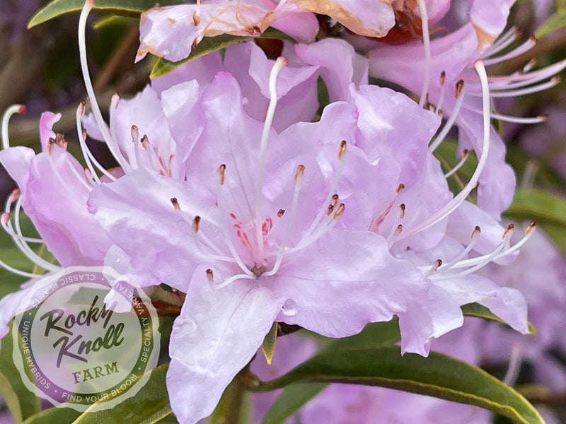 R. searsiae plant from Rocky Knoll Farm