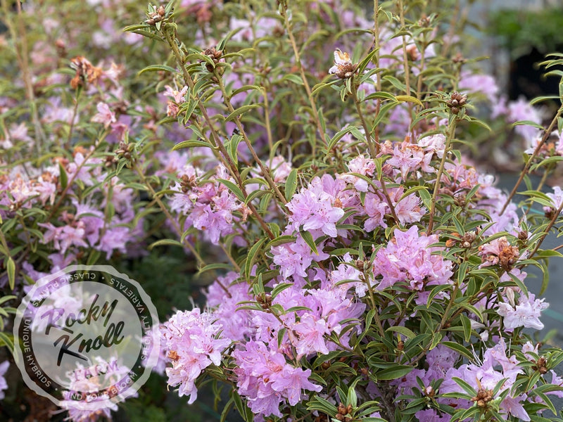 R. searsiae plant from Rocky Knoll Farm
