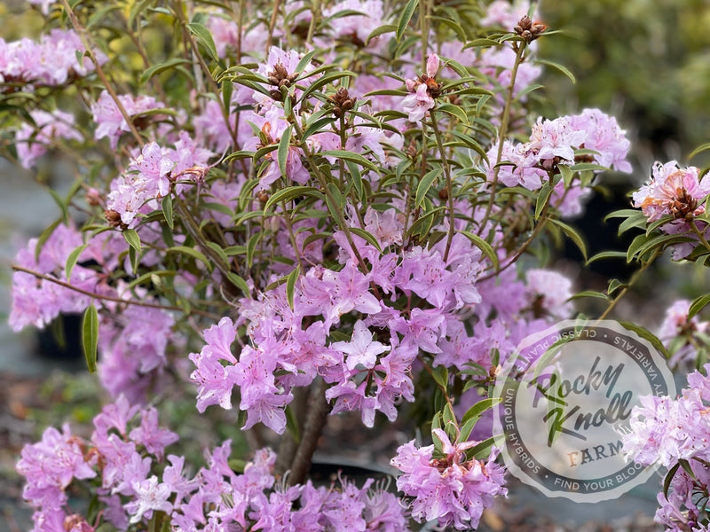 R. searsiae plant from Rocky Knoll Farm