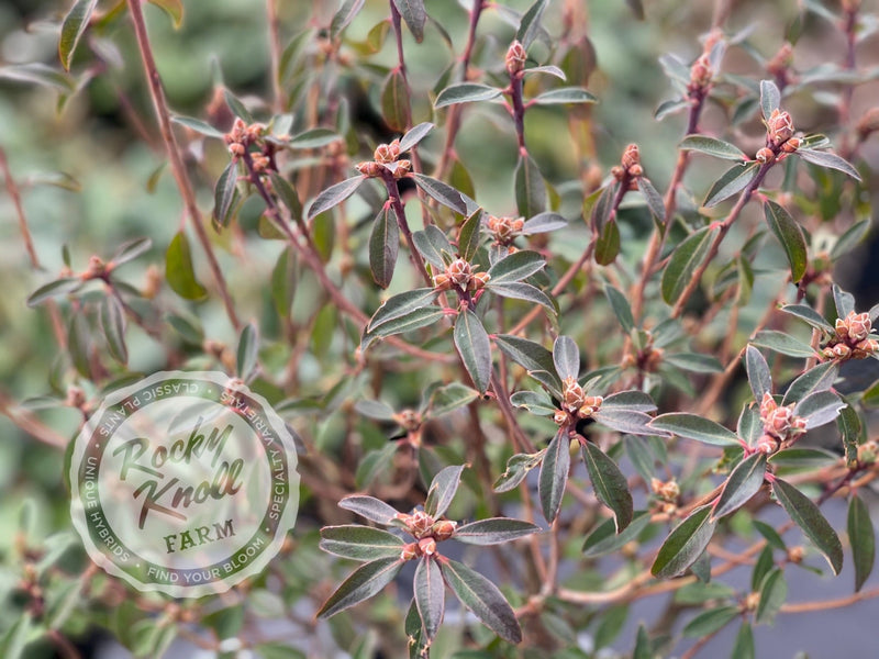 R. yunnanense plant from Rocky Knoll Farm