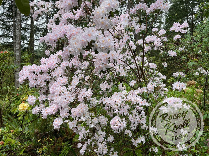 R. yunnanense plant from Rocky Knoll Farm