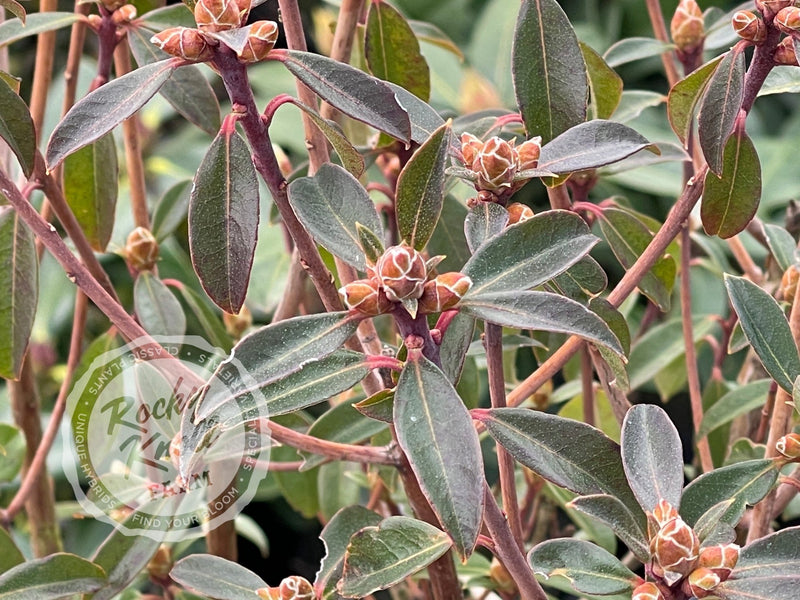 R. yunnanense plant from Rocky Knoll Farm