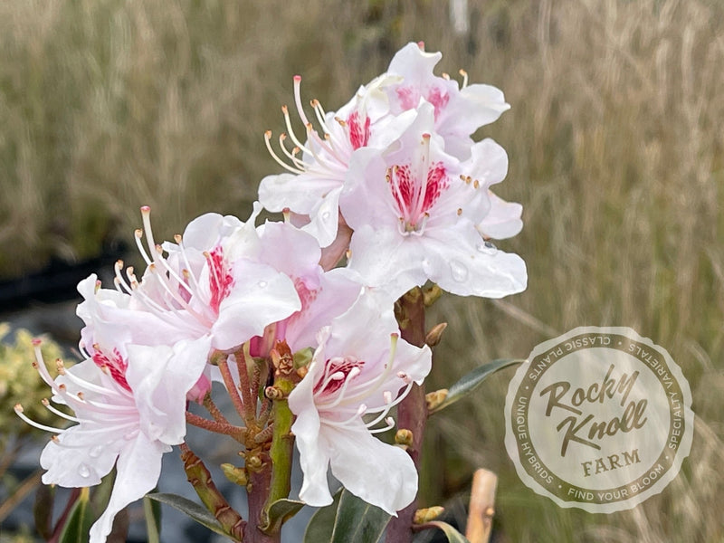 R. yunnanense plant from Rocky Knoll Farm