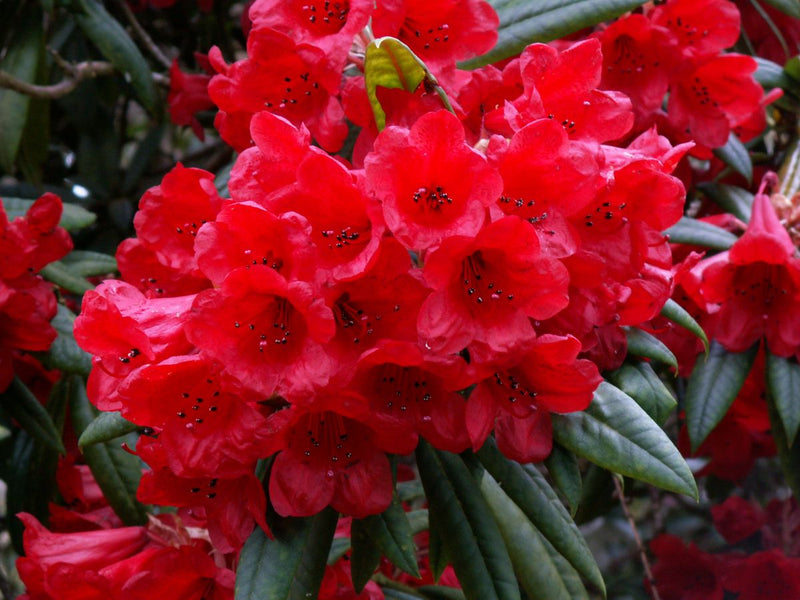 May Day plant from Rocky Knoll Farm