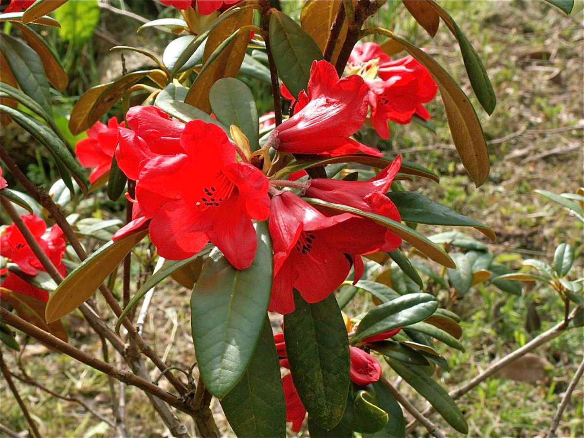 May Day - Rocky Knoll Farm