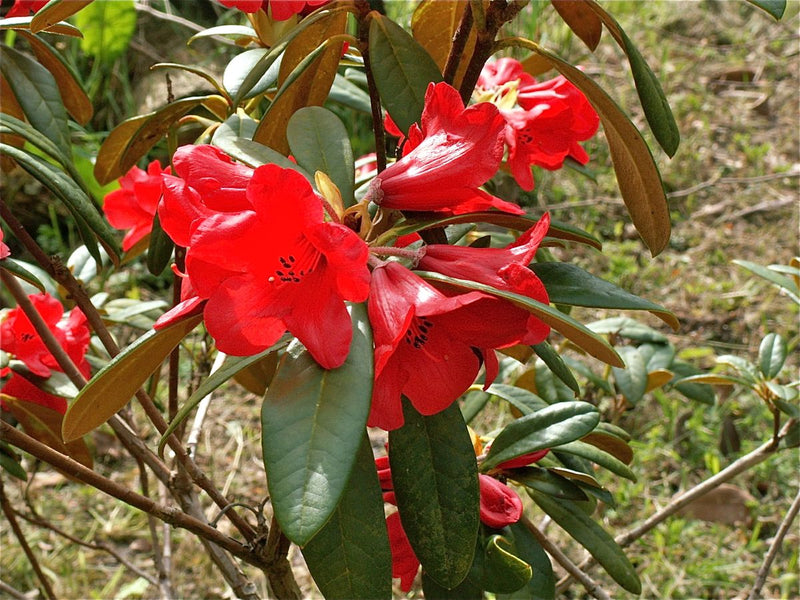 May Day plant from Rocky Knoll Farm