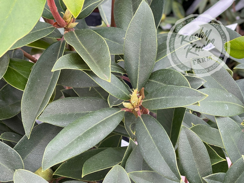 Red Eye plant from Rocky Knoll Farm