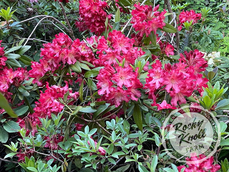 Red Gold plant from Rocky Knoll Farm