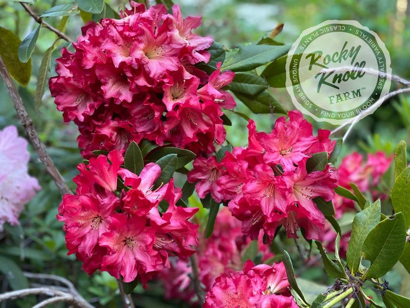 Red Gold plant from Rocky Knoll Farm
