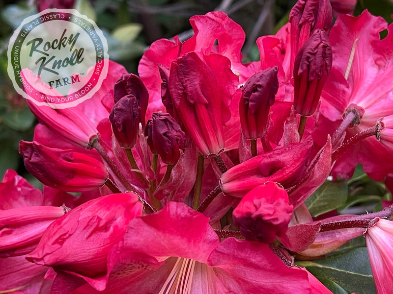 Red Gold plant from Rocky Knoll Farm