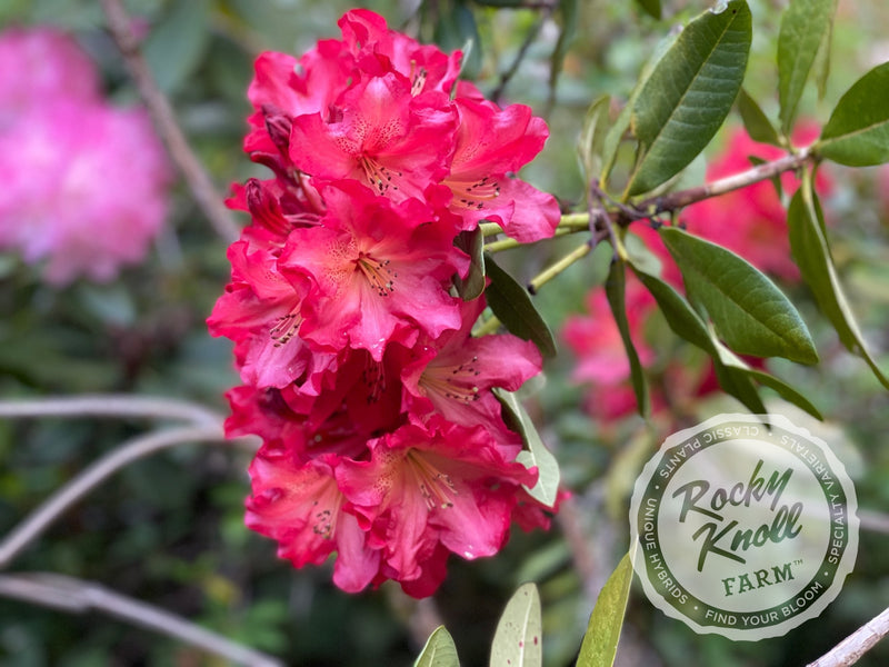 Red Gold plant from Rocky Knoll Farm