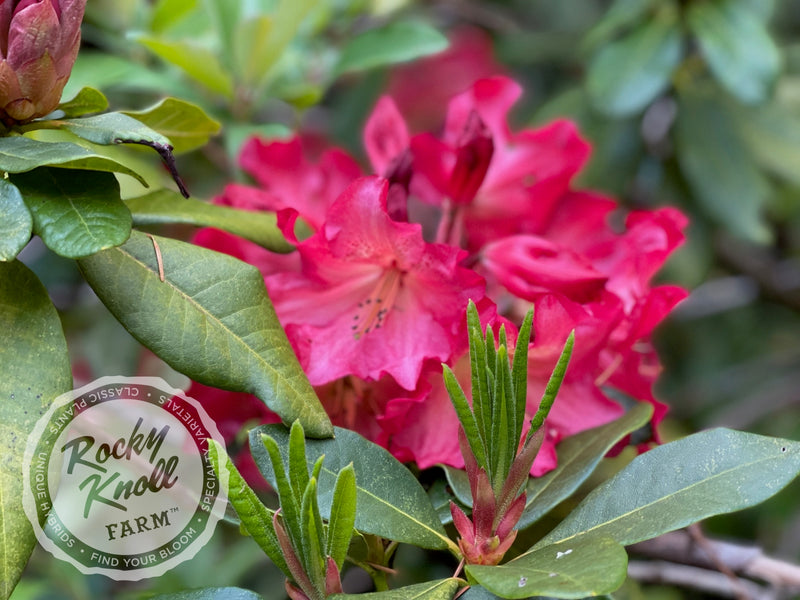 Red Gold plant from Rocky Knoll Farm