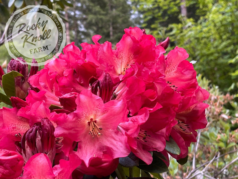 Red Gold plant from Rocky Knoll Farm