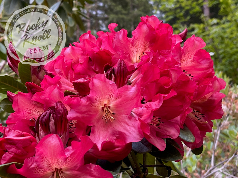 Red Gold plant from Rocky Knoll Farm