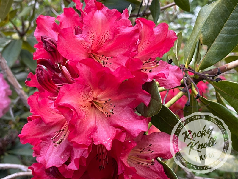 Red Gold plant from Rocky Knoll Farm