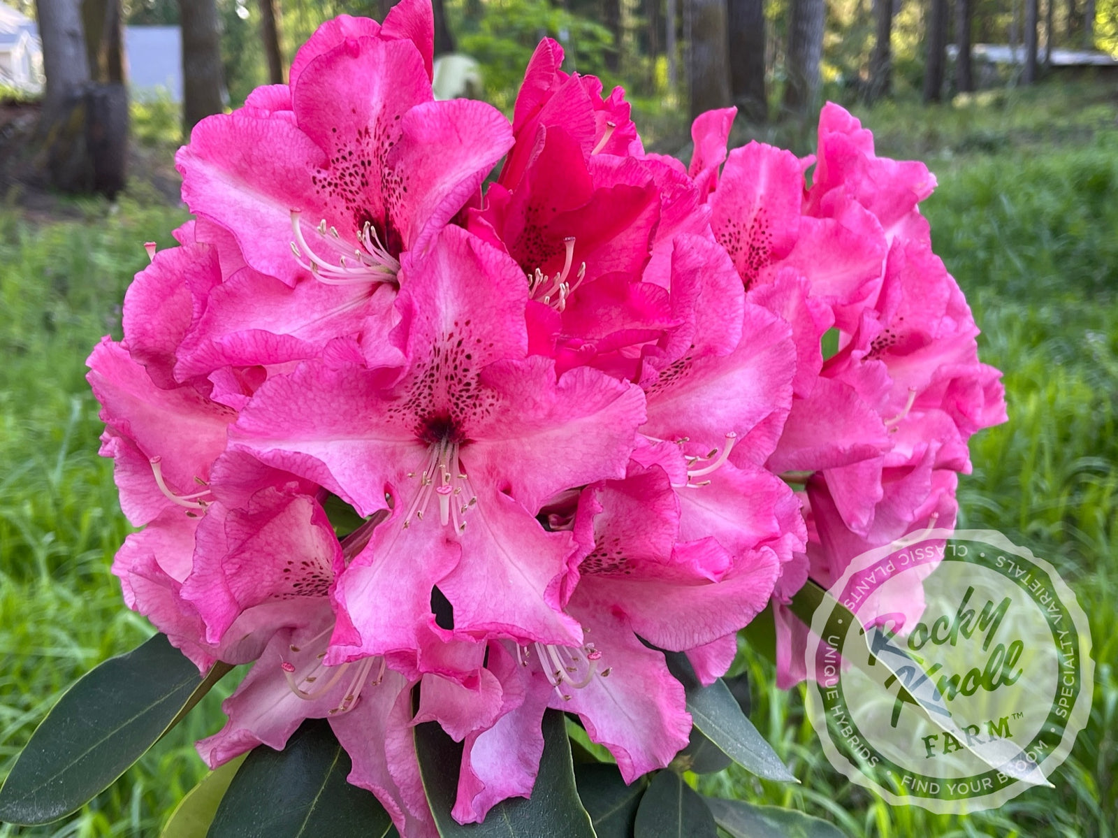 radyレディーシャワーボトルアイリスフラワーピンク Red Walloper - Rocky Knoll Farm