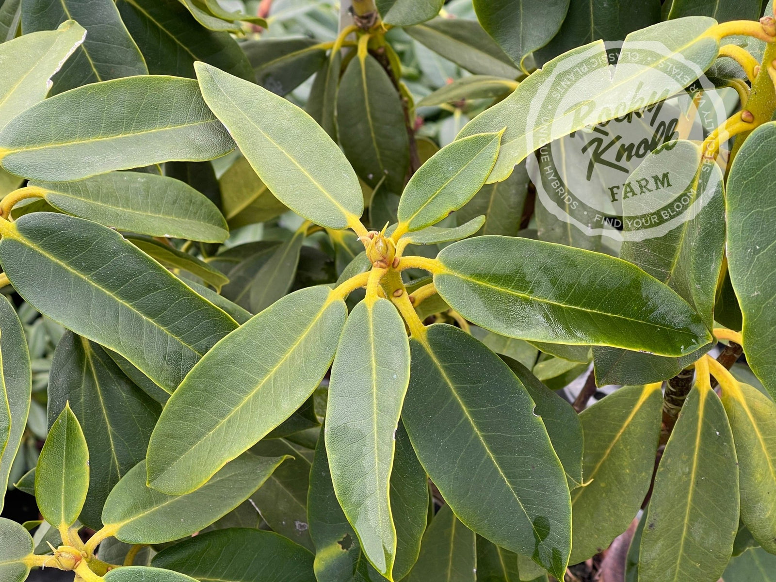 Red Walloper - Rocky Knoll Farm