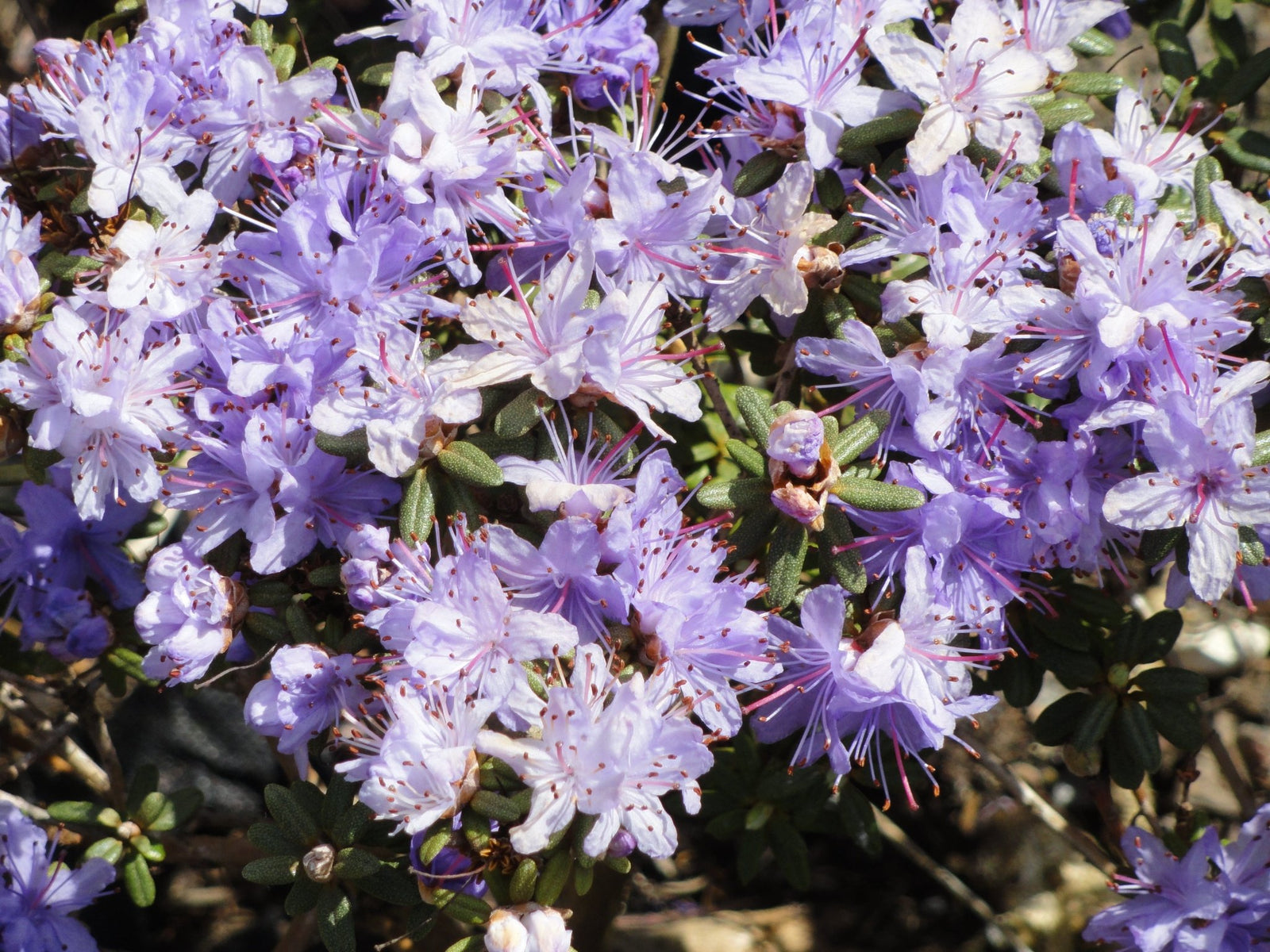 R. impeditum
