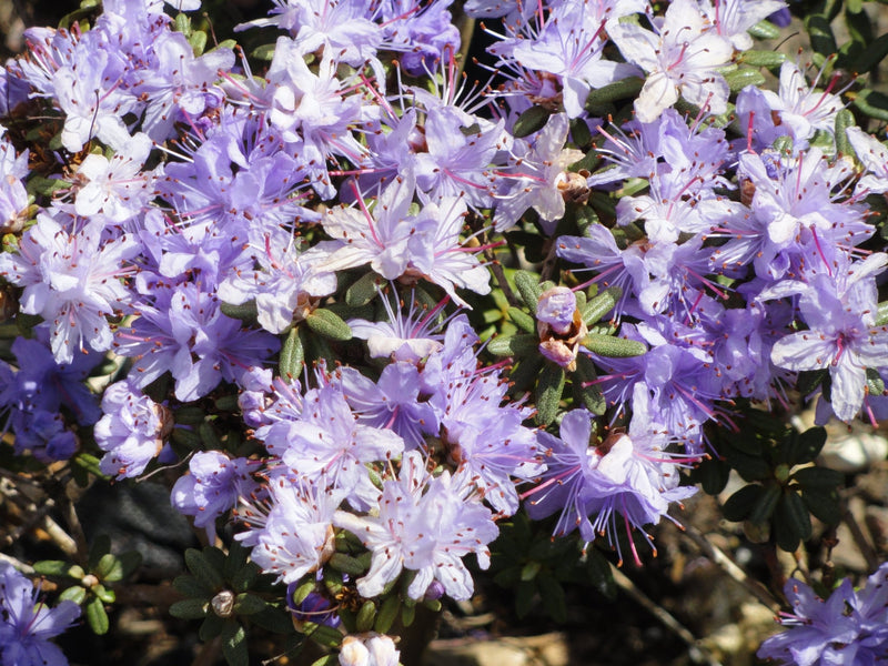 R. impeditum plant from Rocky Knoll Farm