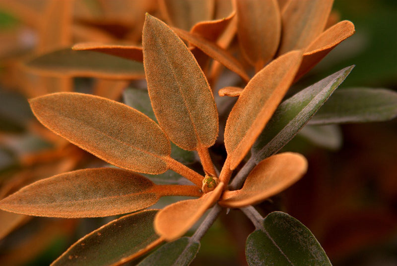 R. pachysanthum plant from Rocky Knoll Farm