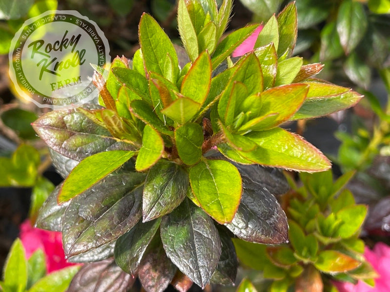 Ripples plant from Rocky Knoll Farm