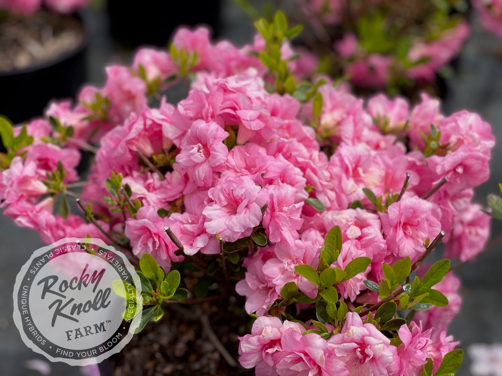Rosebud azalea