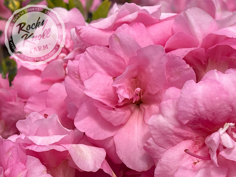 Rosebud azalea plant from Rocky Knoll Farm