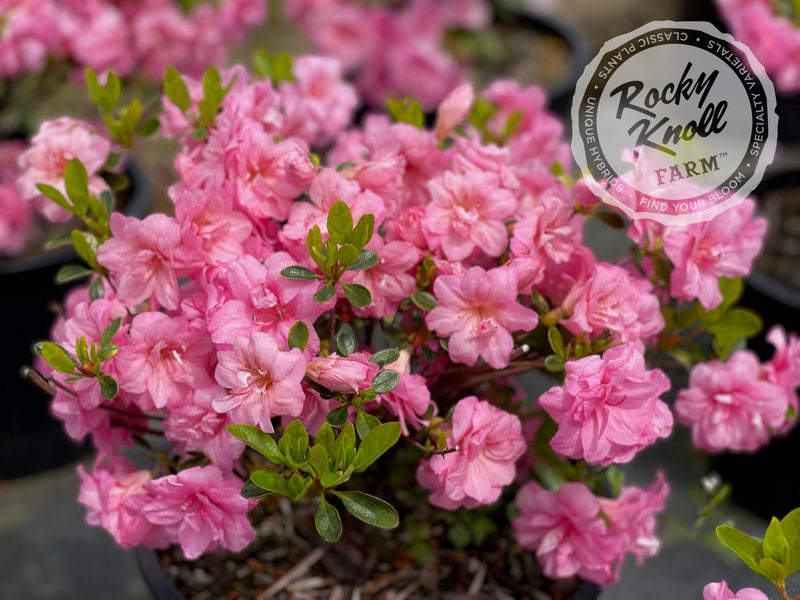 Rosebud azalea plant from Rocky Knoll Farm