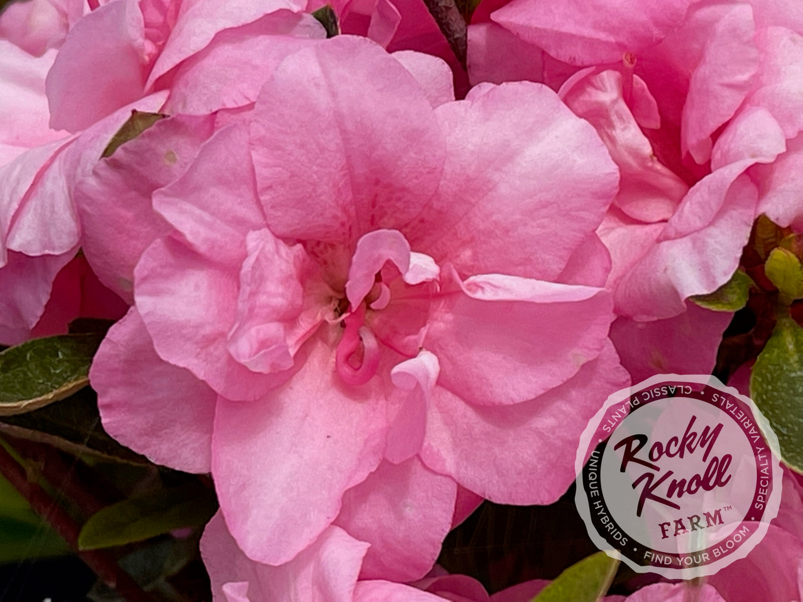Rosebud azalea