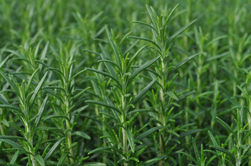 Arp Rosemary plant from Rocky Knoll Farm