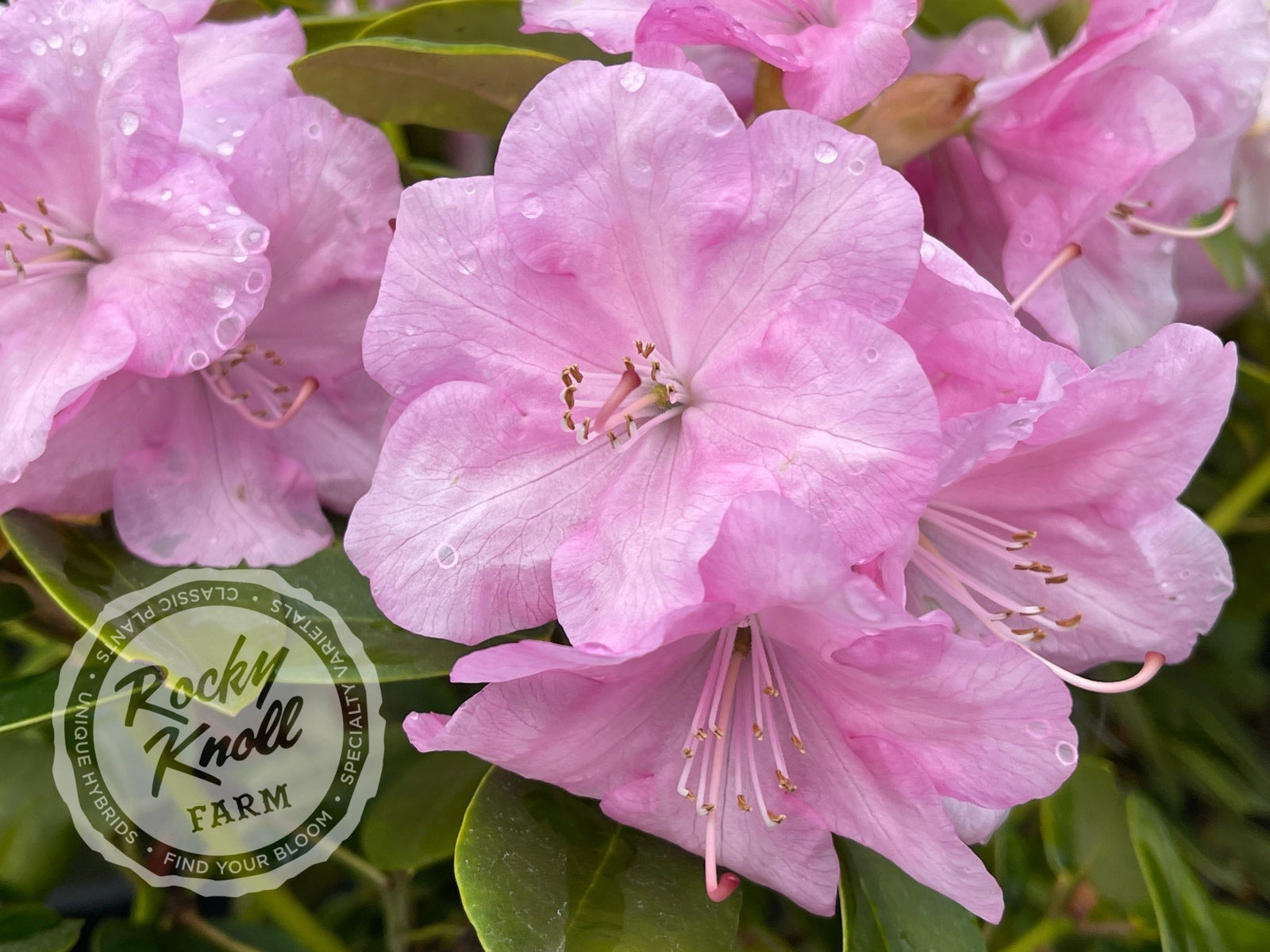 Royal Pink - Rocky Knoll Farm