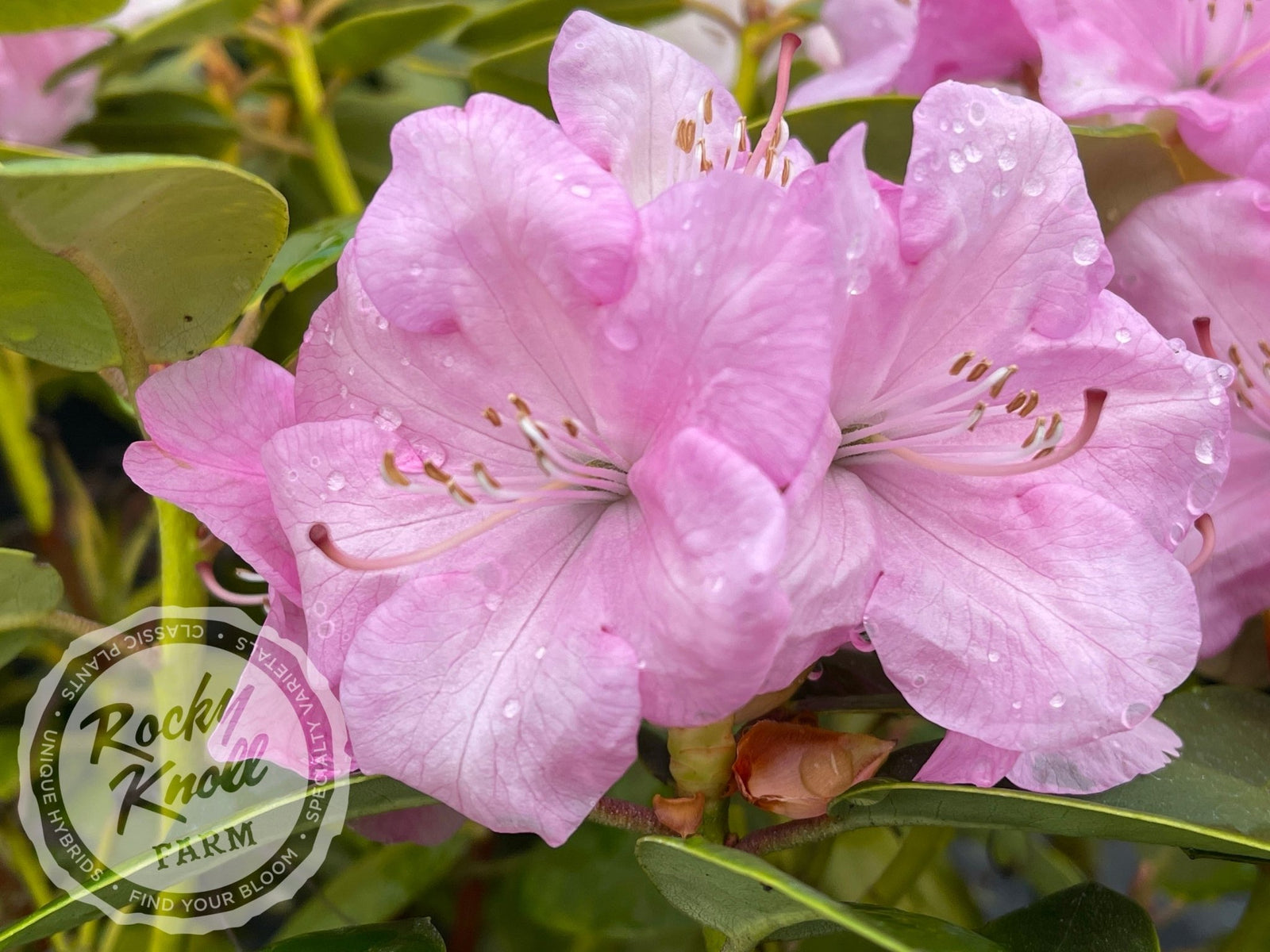 Royal Pink - Rocky Knoll Farm