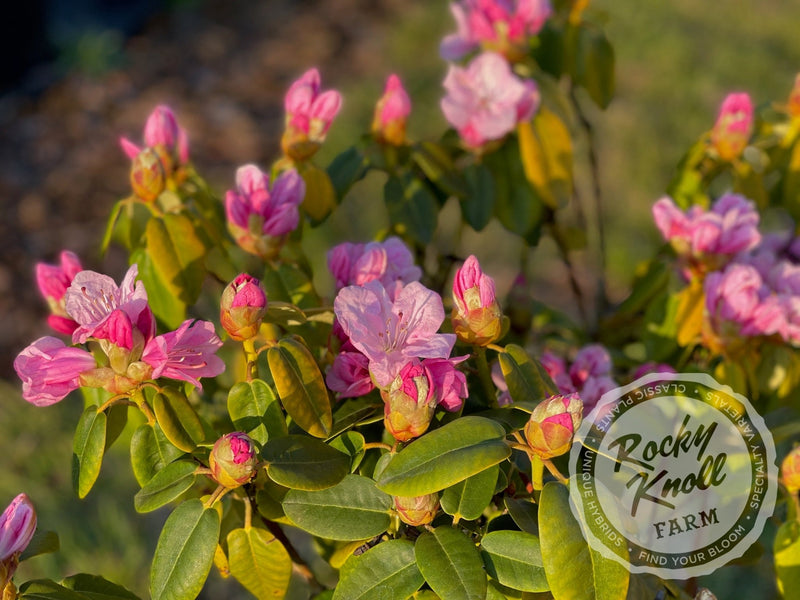 Royal Pink plant from Rocky Knoll Farm