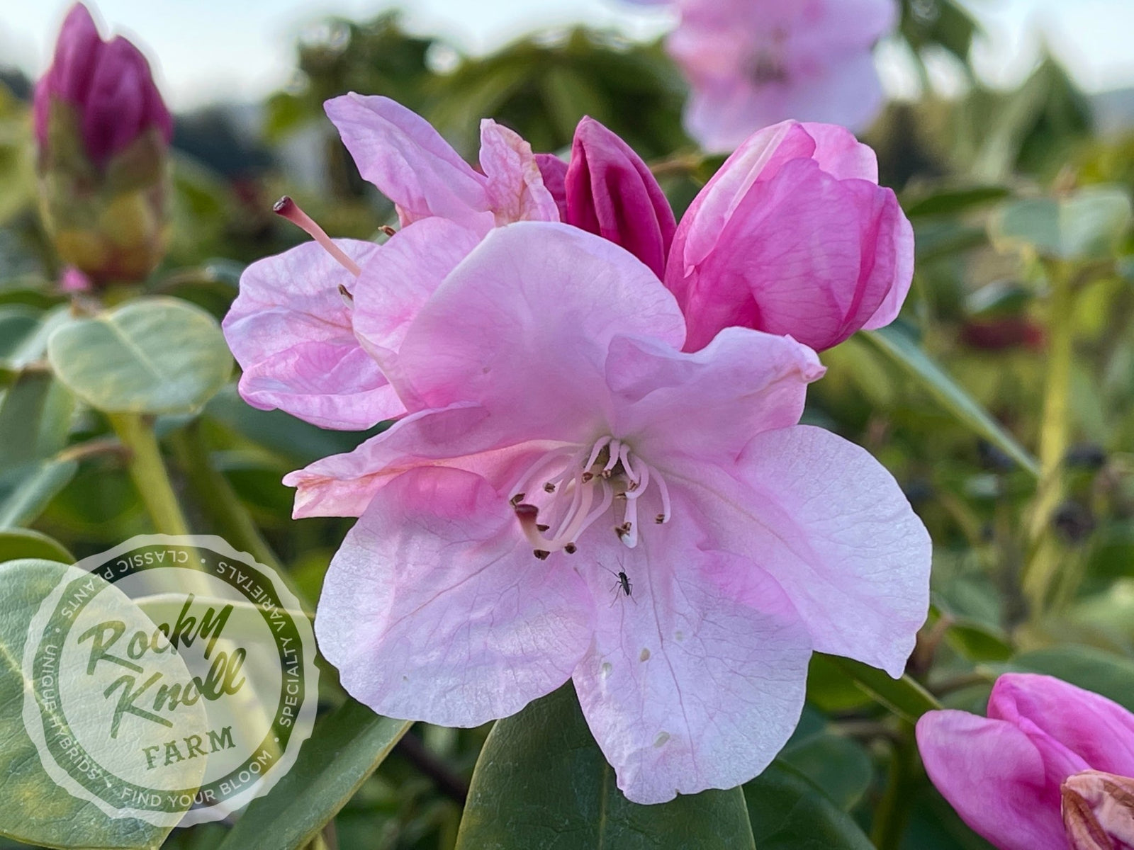 Royal Pink - Rocky Knoll Farm