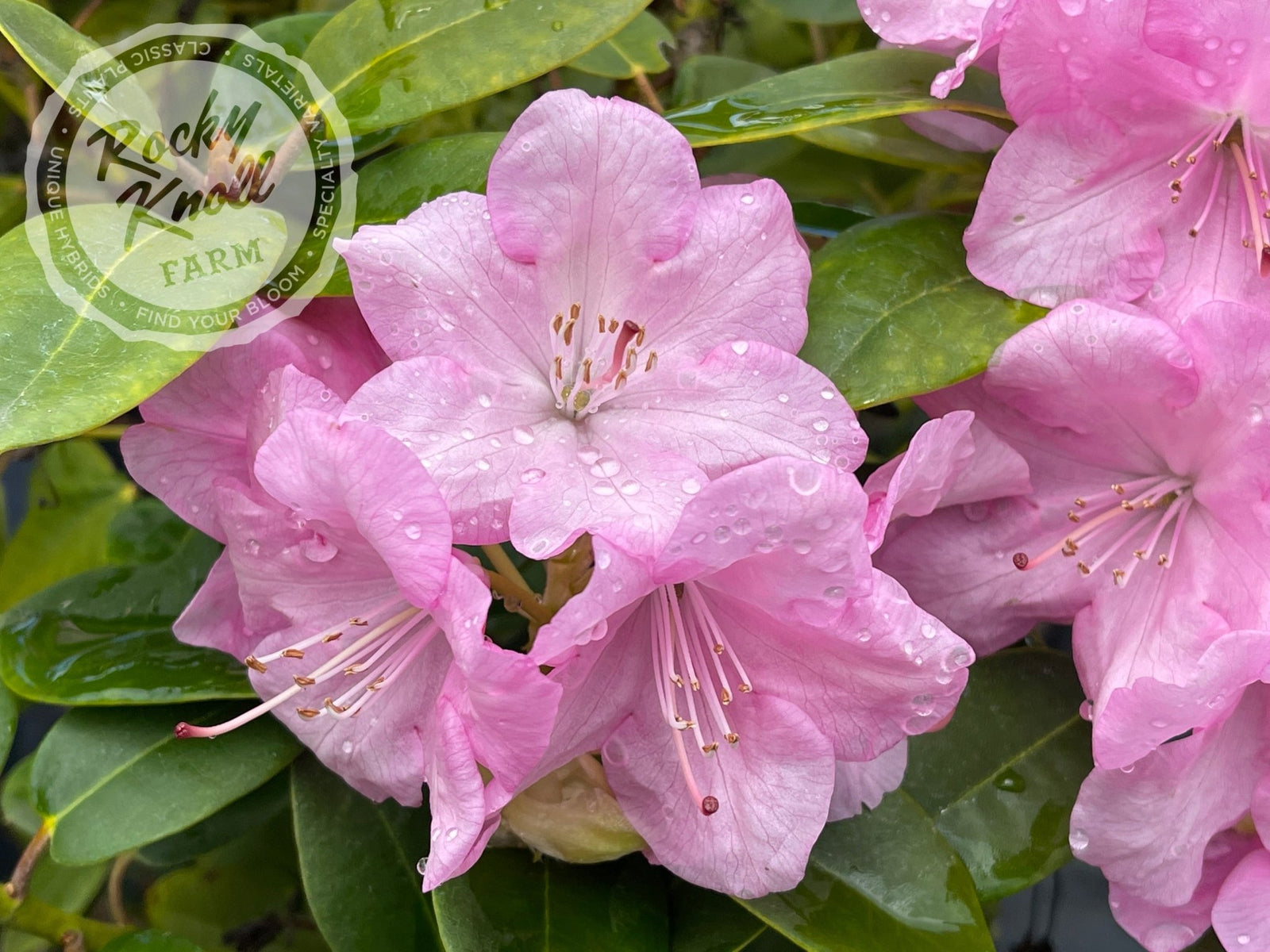 Royal Pink - Rocky Knoll Farm