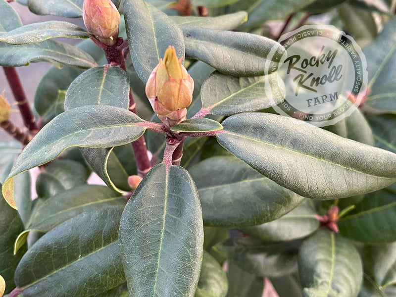 Royal Purple plant from Rocky Knoll Farm