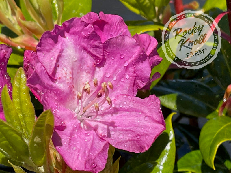 Royal Purple plant from Rocky Knoll Farm